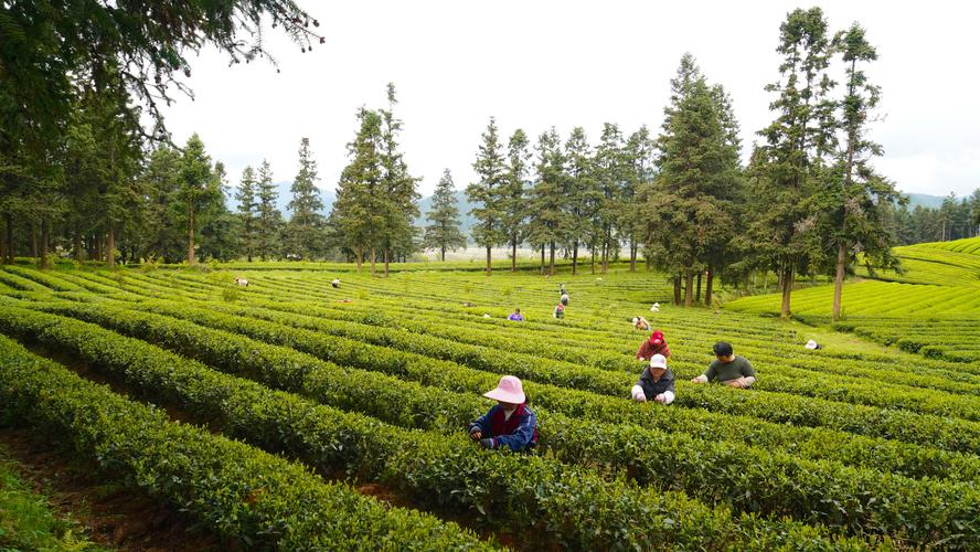 为什么叫浮梁茶，浮梁茶属于什么茶