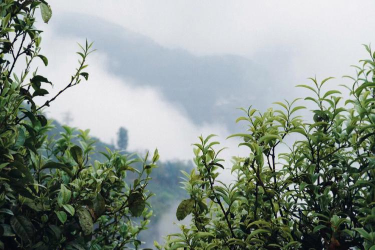 为什么叫茶山刘，茶山为什么叫茶山？