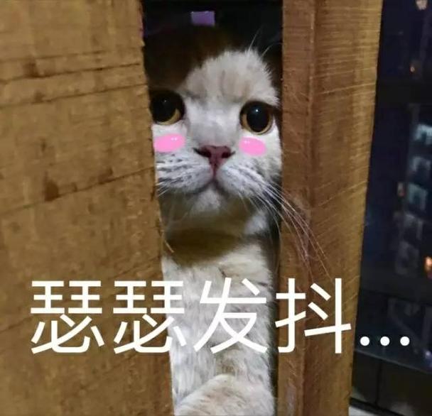 猫为什么抖pp，猫为什么抖耳朵！