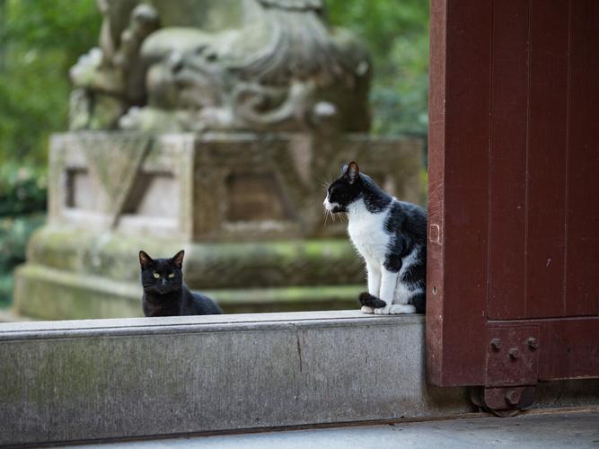 寺庙有猫为什么，寺庙里遇到猫什么讲究